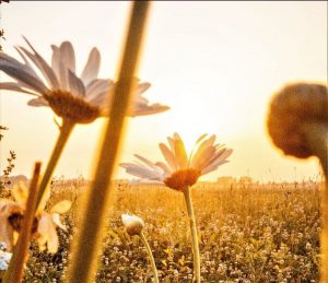 The Michaelmas Issue: Parenting, gardening, and finding meaning