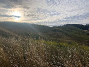 An Anthroposophic Perspective on 5G and ElectroMagnetic Frequency
