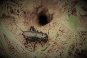 image of cricket