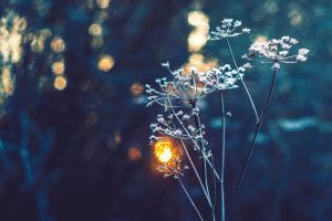 What is Health Creation?