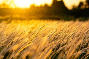 Breathing in the Time of a Pandemic