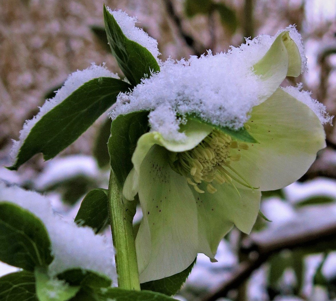 helleborus niger in snow