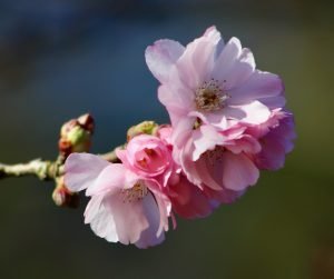Spring 2021: Helping Ourselves by Helping Each Other