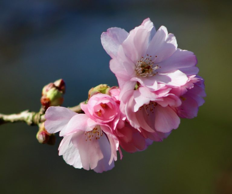 Spring 2021: Helping Ourselves by Helping Each Other