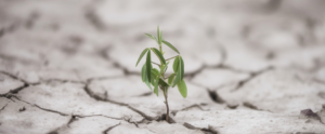 Emerging Resilience