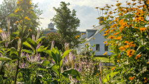 medicinal plant garden at Churchtown Dairy