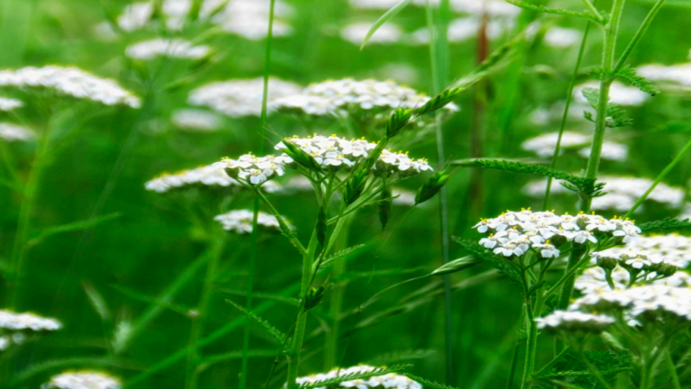 A Course in Resilience –Transforming our Inner Terrain